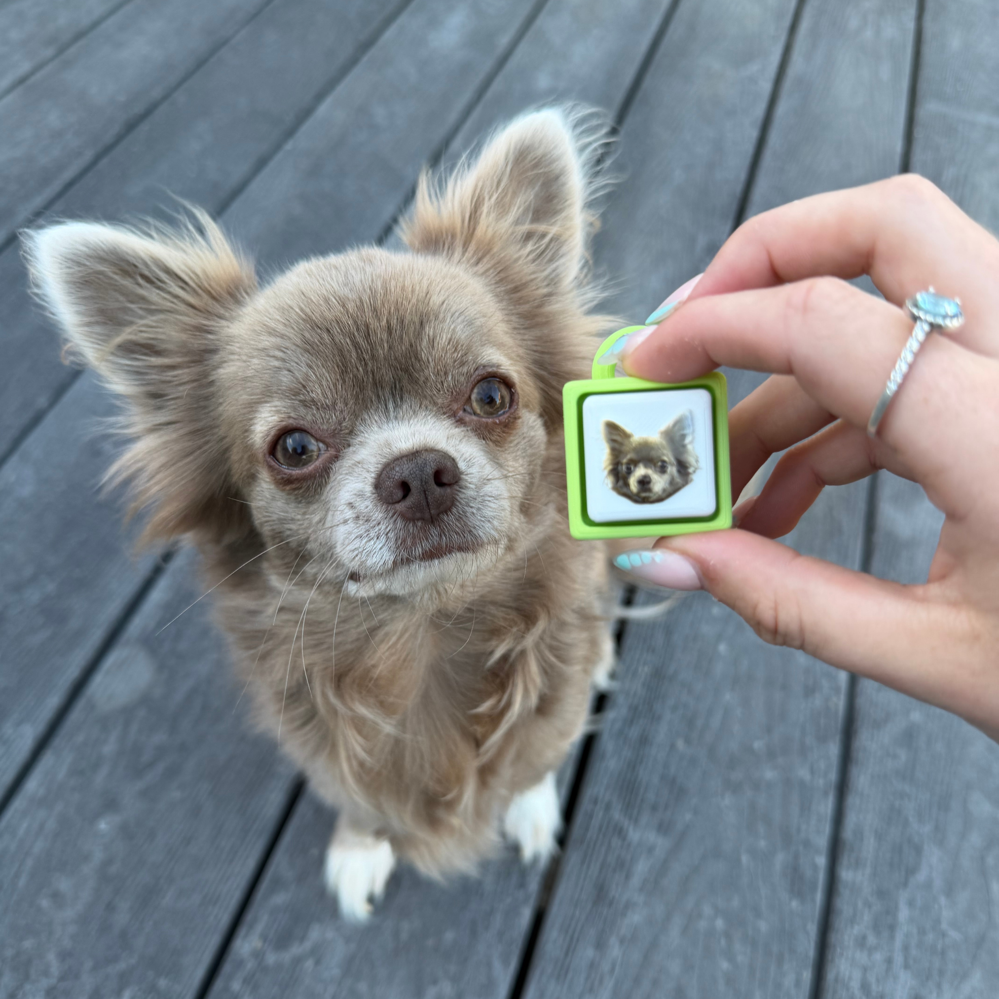 My Pet Clicker | Personalised Pet Photo Fidget